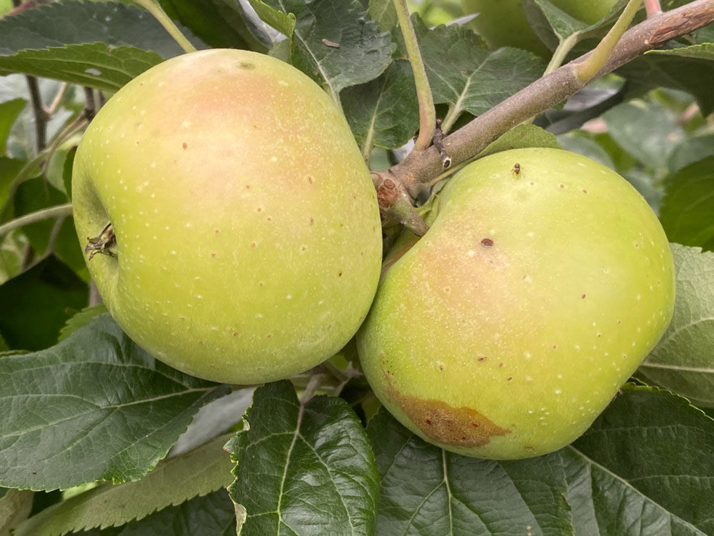 Apple - Shopei Nehou Apple on G.11 - Cummins Nursery - Fruit Trees, Scions